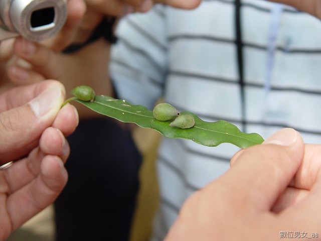 這不知道叫什麼忘了..@@