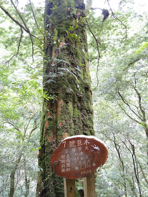 7號巨木