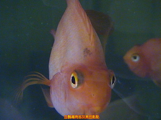 血鸚鵡背部灰黑色點點