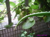 [Nikon/Nikkor]阳台窗口植物写真
