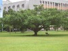 [Olympus]中央大学的大树