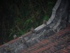 [SONY]屋顶上的麻雀