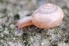 [Nikon/Nikkor]蜗牛