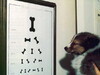 狗狗视力测验表