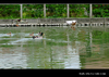 [Fujifilm(富士)]土牛客家文化馆前的池塘