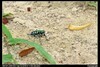[Nikon/Nikkor]八星虎甲虫~难拍的家伙