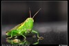 [Nikon/Nikkor]很常见的蝗虫~台湾稻蝗