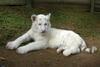 南非诞生首只白色孟加拉虎