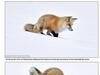 狐狸猎食失策 「倒插」雪地好糗